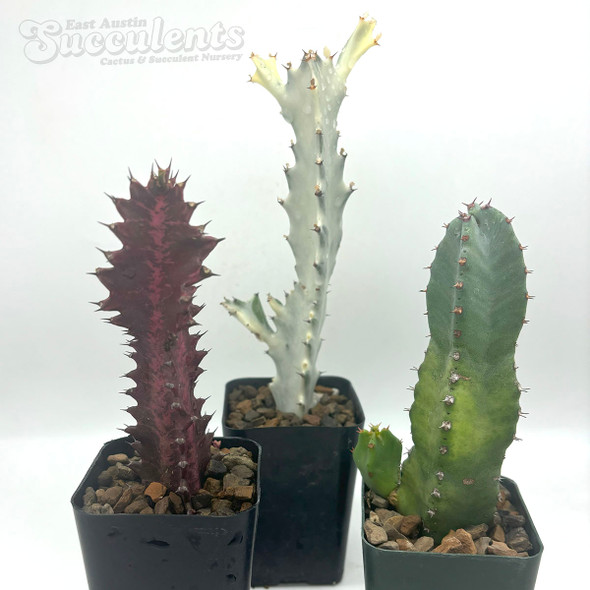 Euphorbia 3-Pack