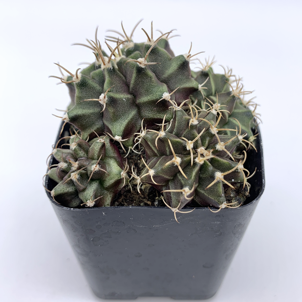 Gymnocalycium hybrid cluster