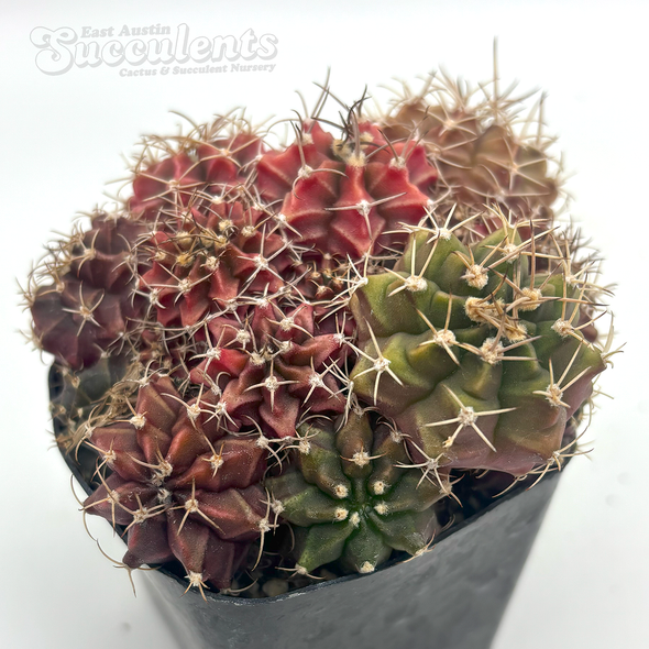 Gymnocalycium hybrid cluster