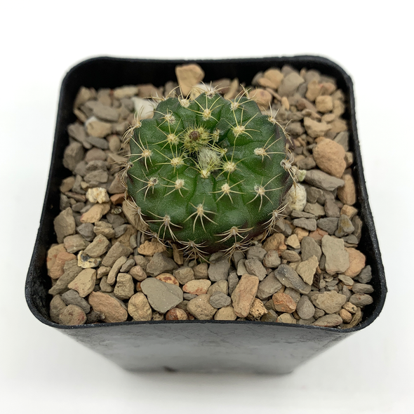 Rebutia deminuta subs. kupperiana for sale at East Austin Succulents