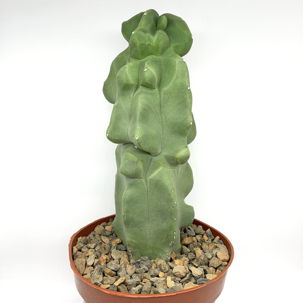 Lophocereus schottii monstrose 'Major Totem Pole Cactus' [Large]