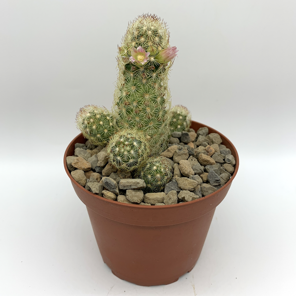 Mammillaria elongata for sale at East Austin Succulents