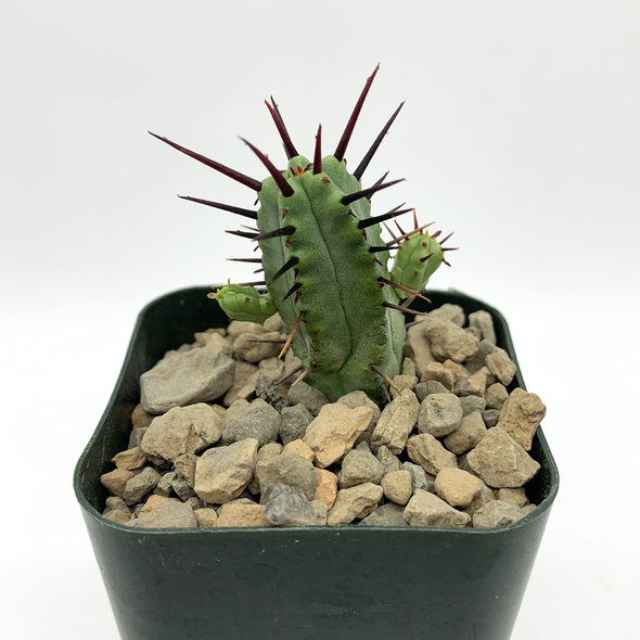 Euphorbia enopla for sale at East Austin Succulents