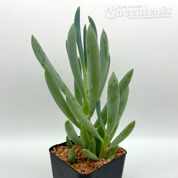 Senecio mandraliscae