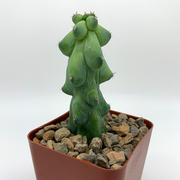 Myrtillocactus geometrizans 'Fukurokuryuzinboku' (Titty Cactus) [small]