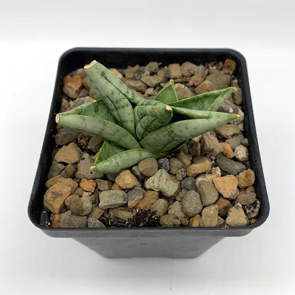 Sansevieria boncel Mini for sale at East Austin Succulents