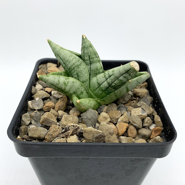 Sansevieria boncel Mini for sale at East Austin Succulents