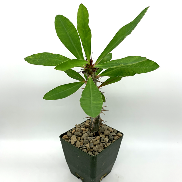 Euphorbia milii 'Crown-of-thorns'