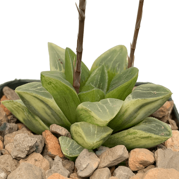 Haworthia retusa variegata