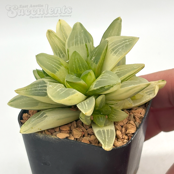 Haworthia retusa variegata