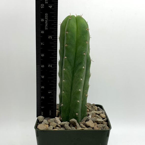 Trichocereus peruvianus x 'SS02' for sale at East Austin Succulents