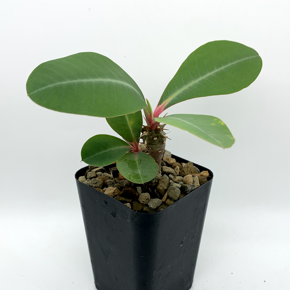 Euphorbia viguieri (seed-grown) for sale at East Austin Succulents