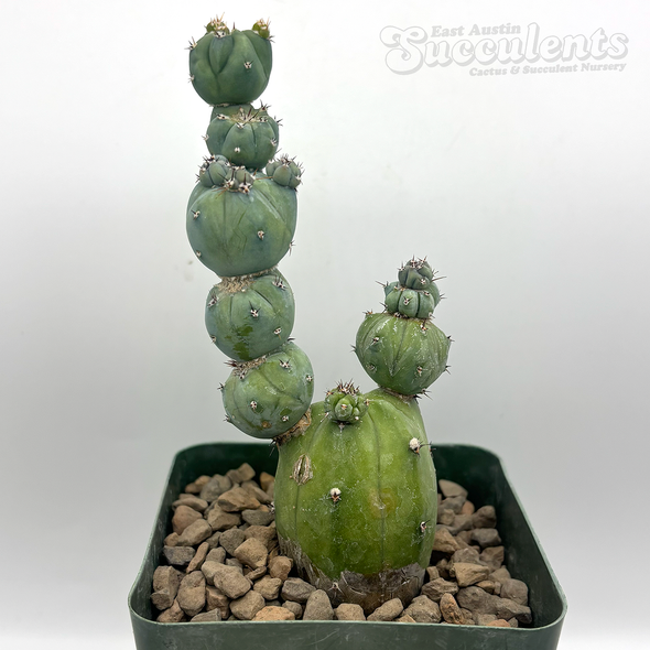 Myrtillocactus monstrose 'Stacker'