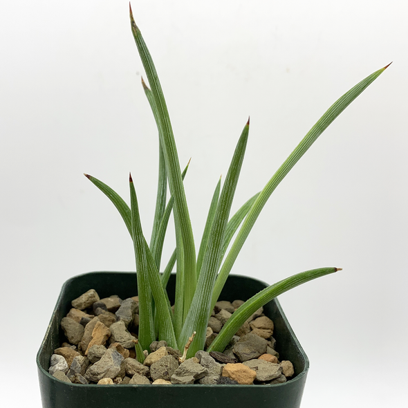 Agave stricta for sale at East Austin Succulents