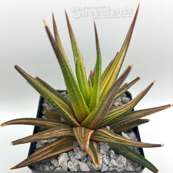 Haworthiopsis attenuata radula variegata