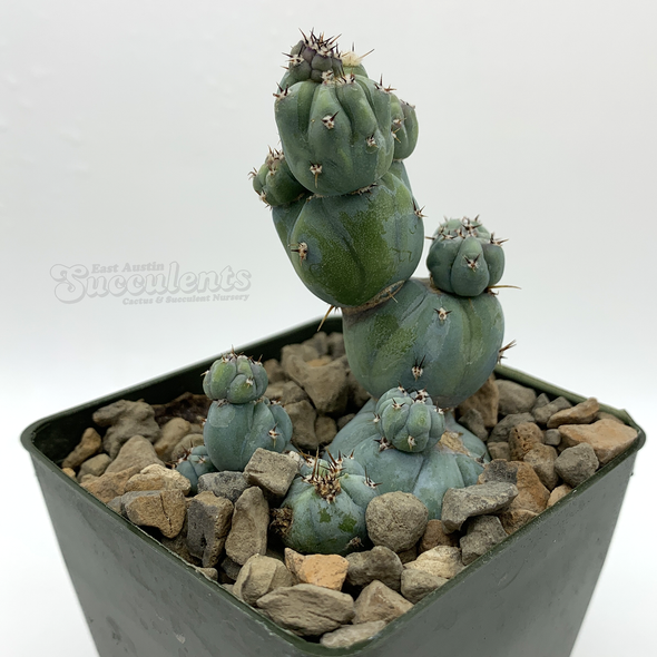 Myrtillocactus monstrose 'Stacker' [Mini] for sale at East Austin Succulents