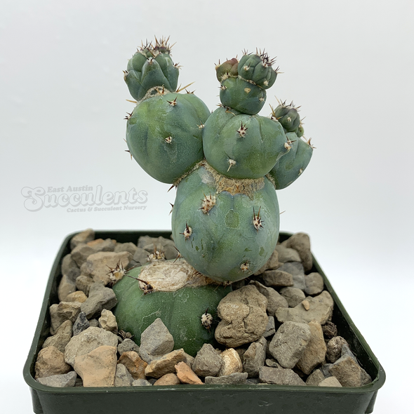 Myrtillocactus monstrose 'Stacker' [Mini] for sale at East Austin Succulents