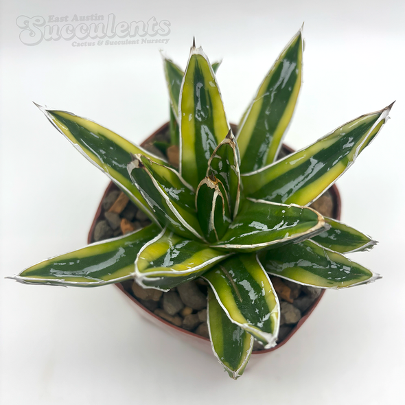 Agave 'Kizan'