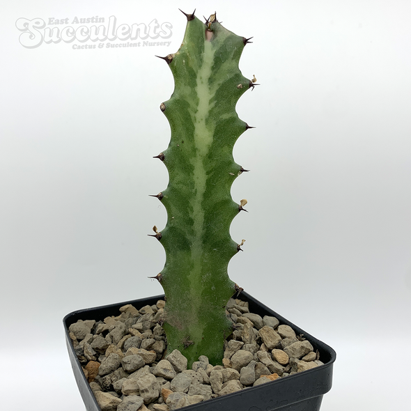 Euphorbia lactea [Small] for sale at East Austin Succulents