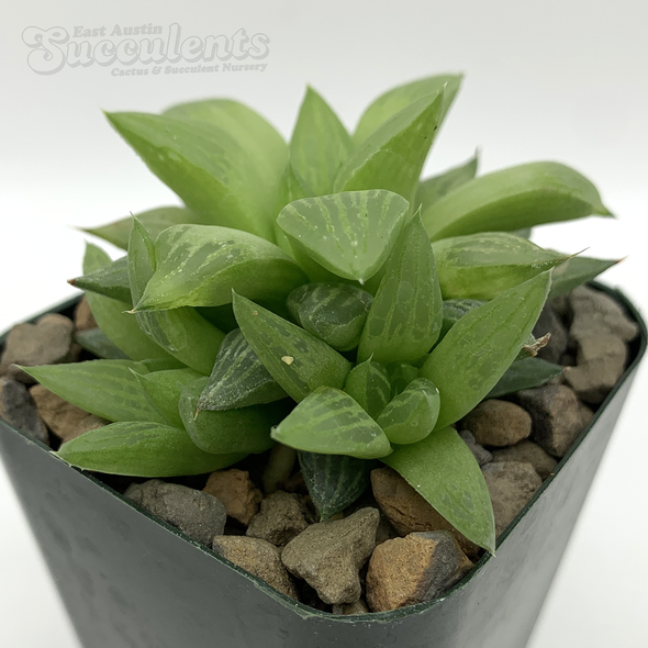 Haworthia retusa f. geraldii for sale at East Austin Succulents