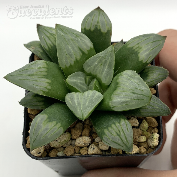 Haworthia byakuya hybrid for sale at East Austin Succulents