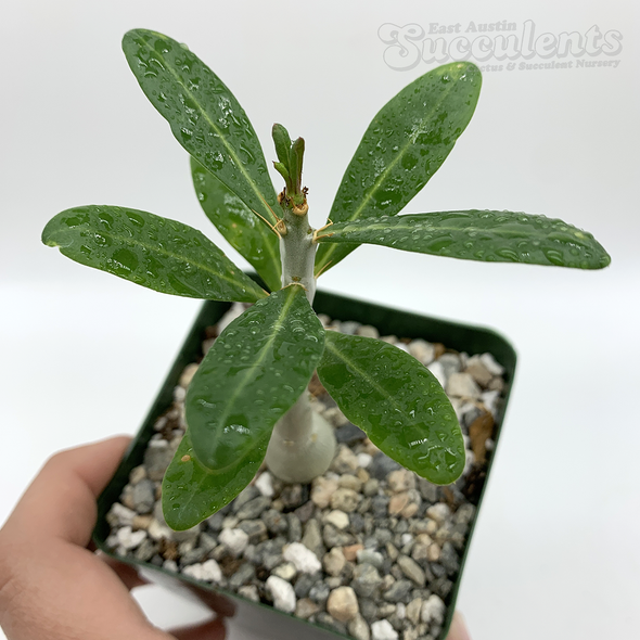 Pachypodium bispinosum for sale at East Austin Succulents