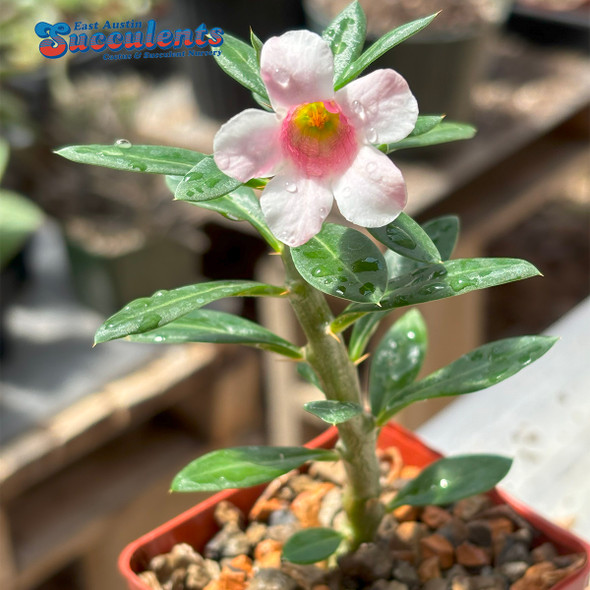 Pachypodium bispinosum Blooms