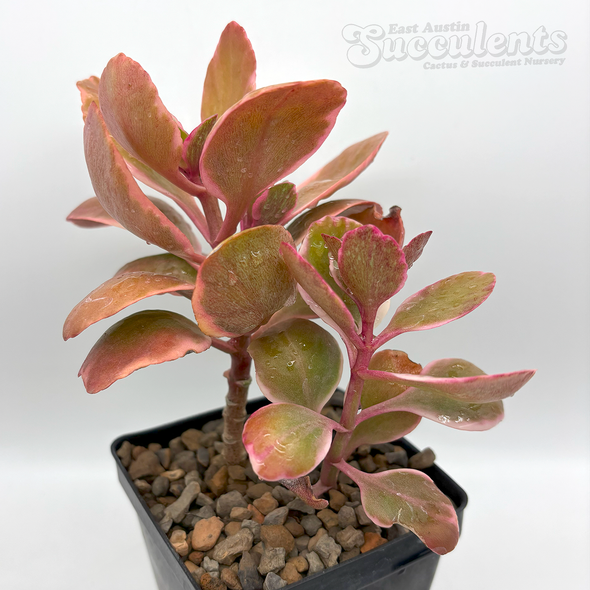 Kalanchoe blossfeldiana variegata tricolor