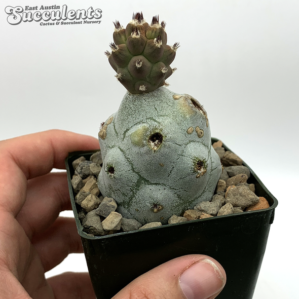 Tephrocactus calvus for sale at East Austin Succulents