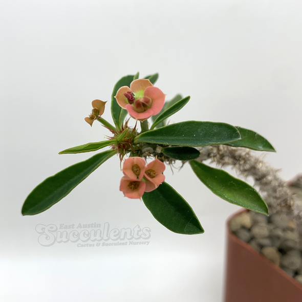 Euphorbia cylindrifolia v. tuberifera for sale at East Austin Succulents