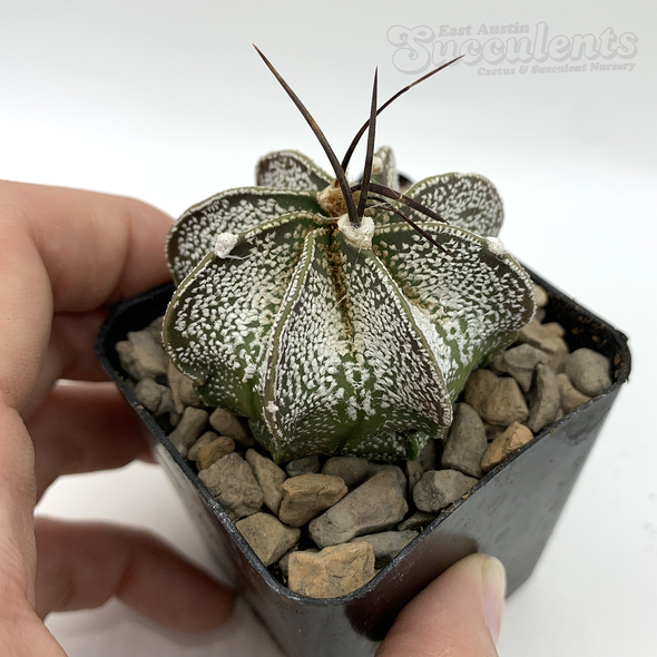 Astrophytum capricorne