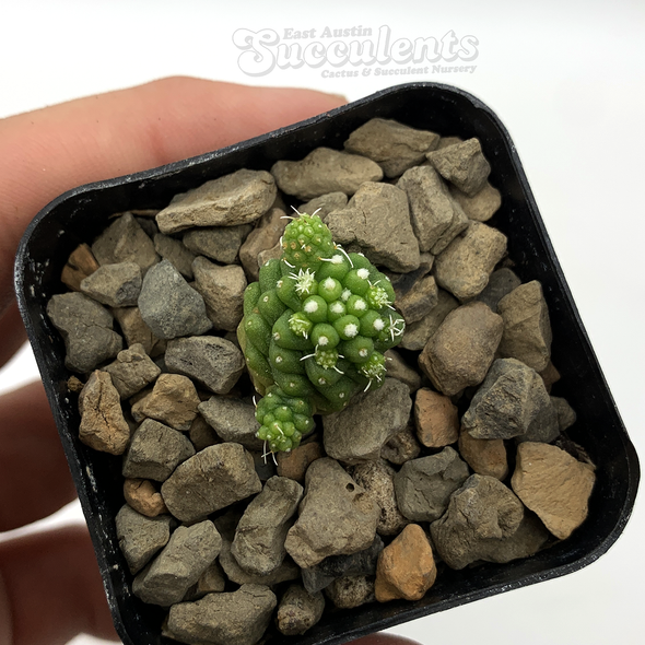 Mammillaria gracilis fragilis monstrose inermis for sale at East Austin Succulents