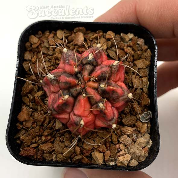 Gymnocalycium 'Red Hybrid'  for sale at East Austin Succulents