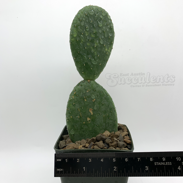 Opuntia inamoenia for sale at East Austin Succulents