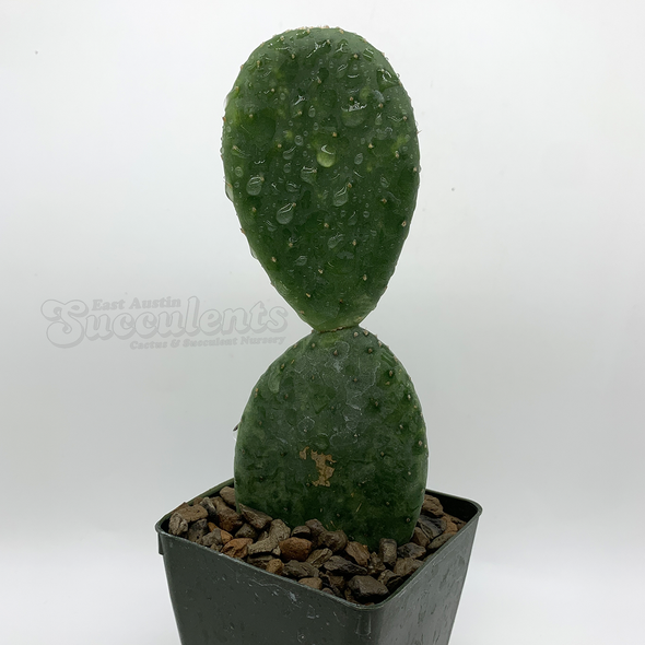 Opuntia inamoenia for sale at East Austin Succulents