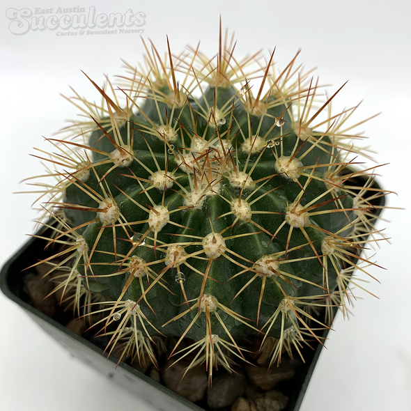 Melocactus broadwayii for sale at East Austin Succulents