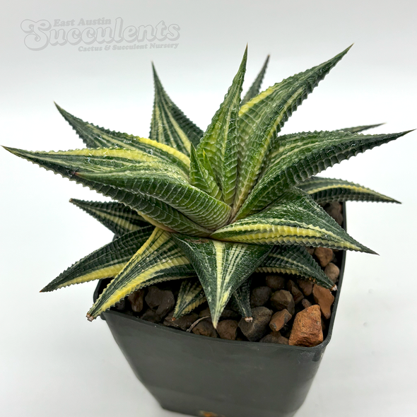 Haworthiopsis limifolia variegata