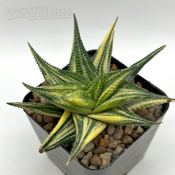 Haworthiopsis limifolia variegata