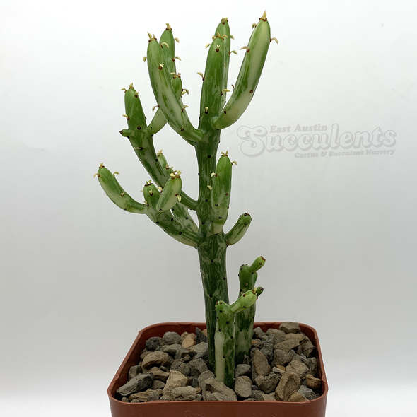 Euphorbia alluaudii variegated for sale at East Austin Succulents