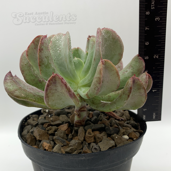 Echeveria 'Vader' for sale at East Austin Succulents
