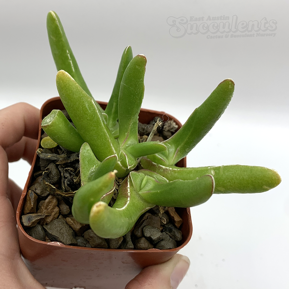 Glottiphyllum peersii