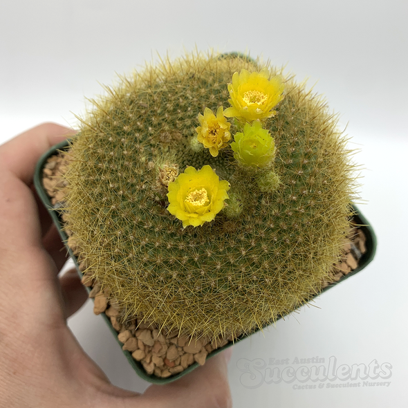 Notocactus graessneri flaviflorus