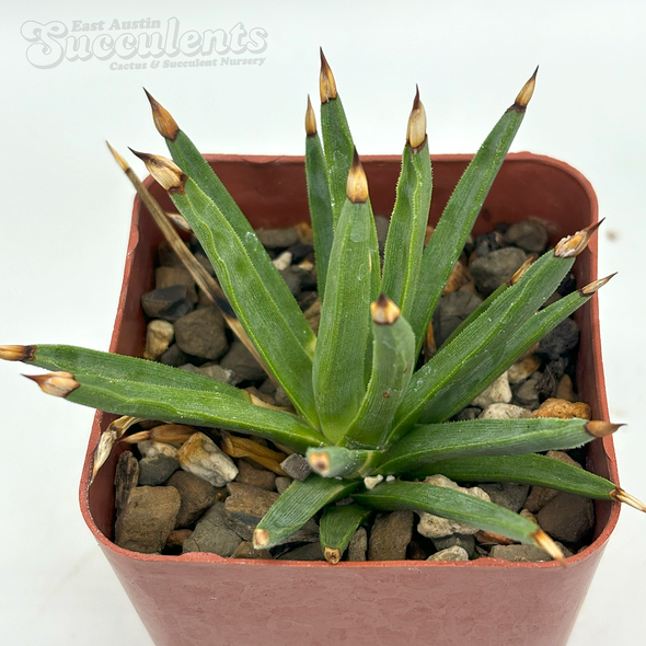 Agave parryi truncata 