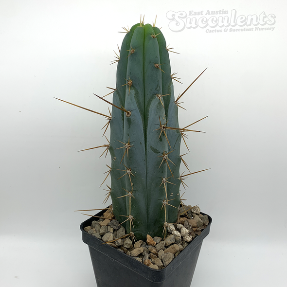 Trichocereus SS02 x 'Kimura Spiny Giant