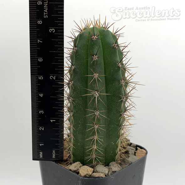 Trichocereus 'Serra Blue' x pachanoi