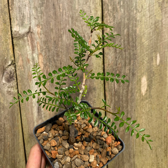 Operculicarya pachypus