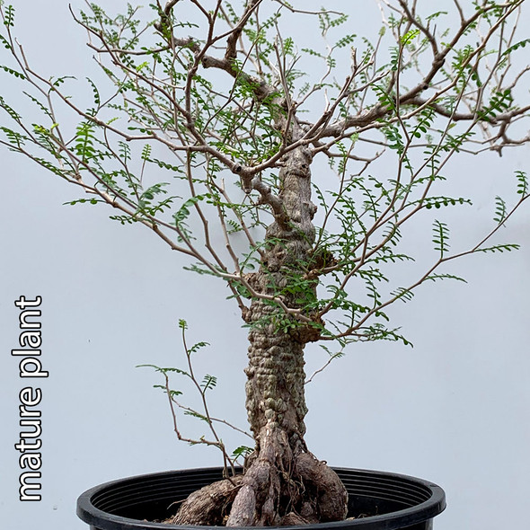EXAMPLES ONLY of mature plants