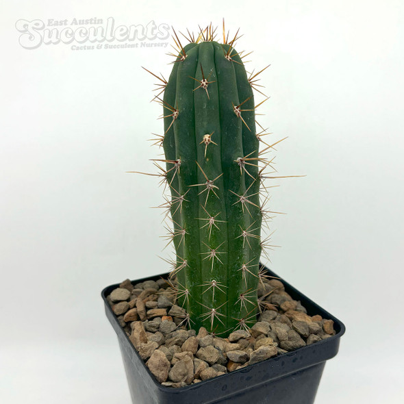 Trichocereus peruvianus 'Bonny' x 'Blue 3' for sale at East Austin Succulents