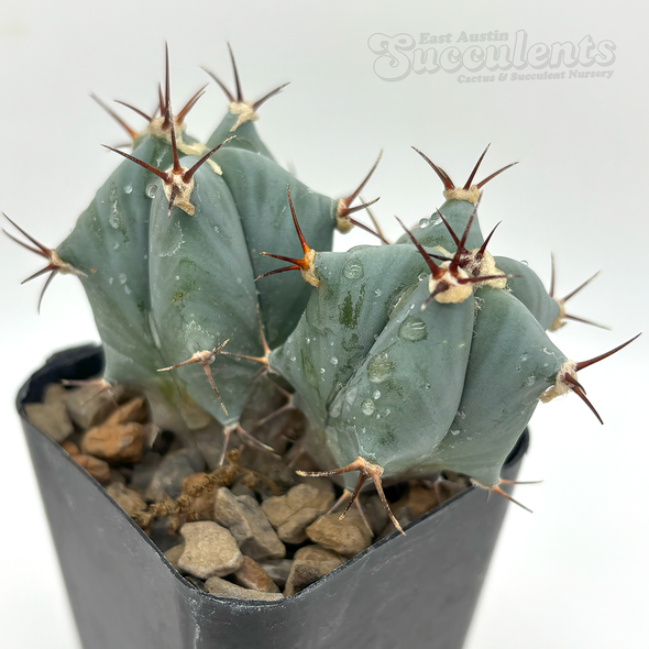 Echinocactus ingens for sale at East Austin Succulents