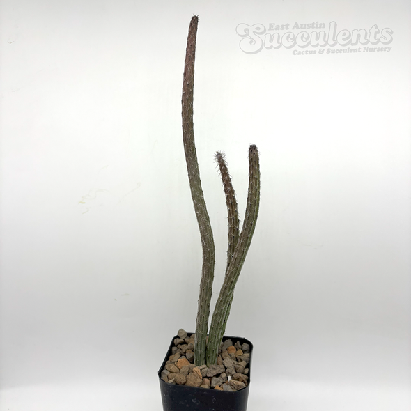 Peniocereus striatus